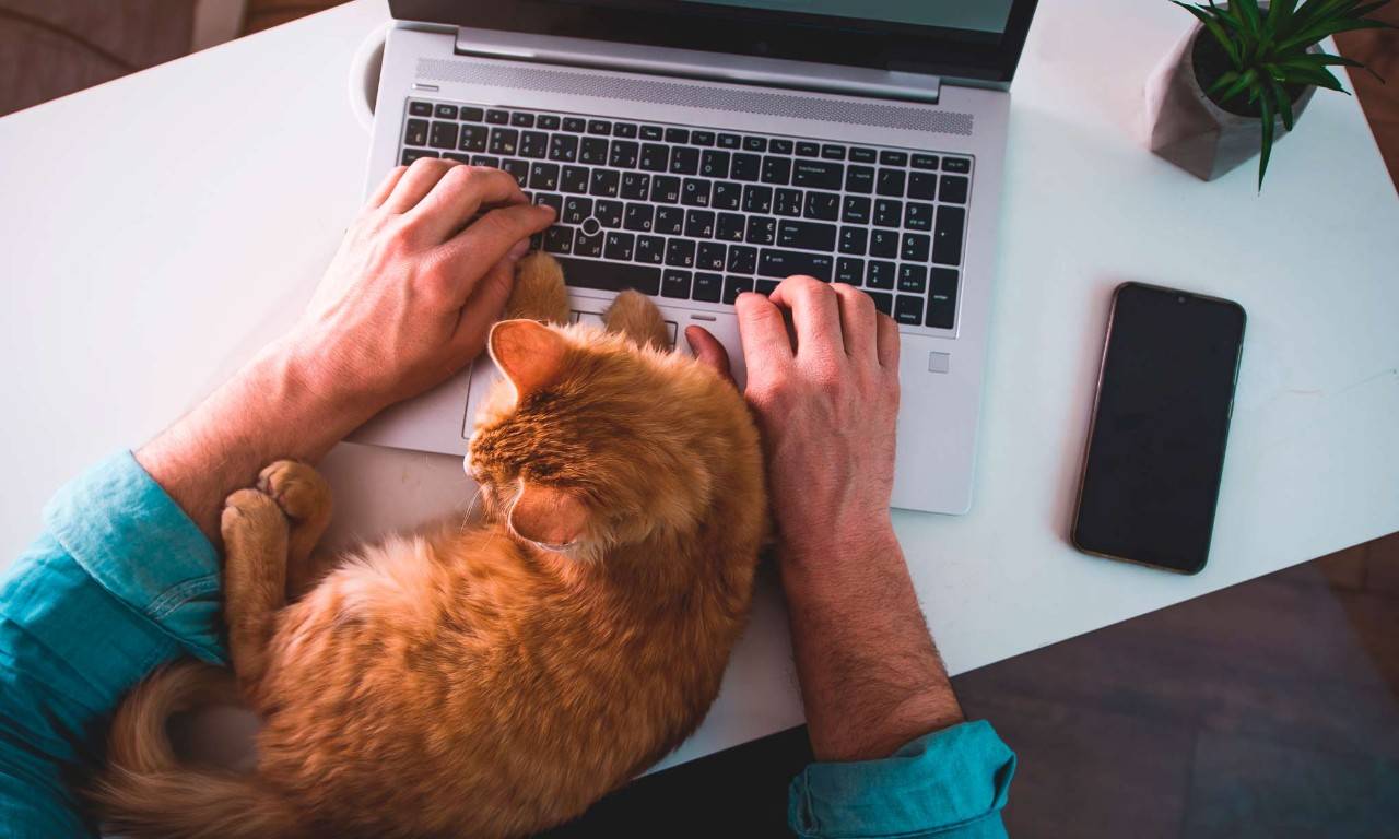 un hombre haciendo smart working con su gato