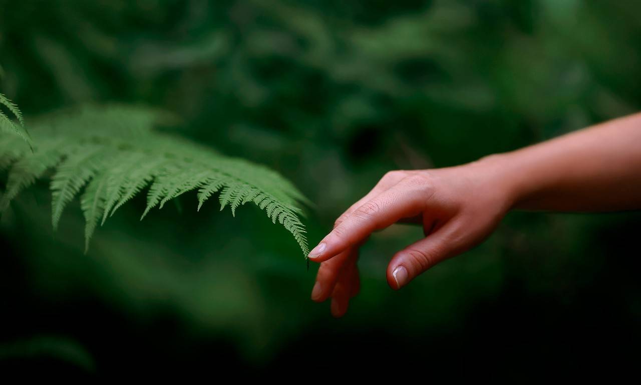A woman's hand touching a plant