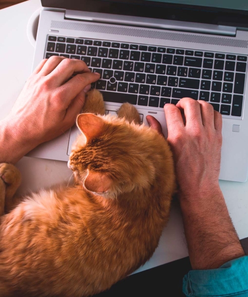 Someone using a laptop with a cat on their lap
