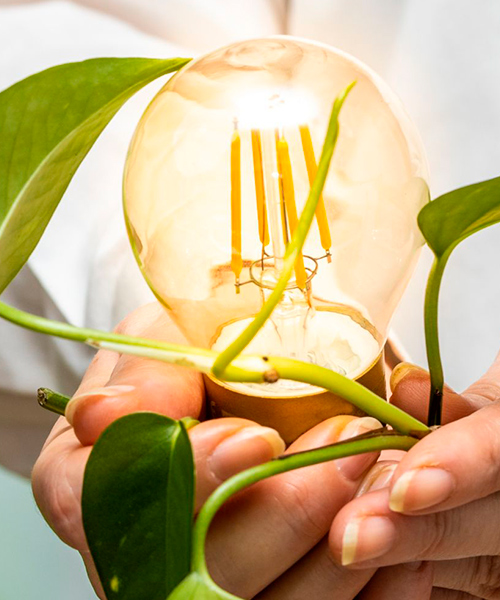 hands with a glowing light bulb with plants