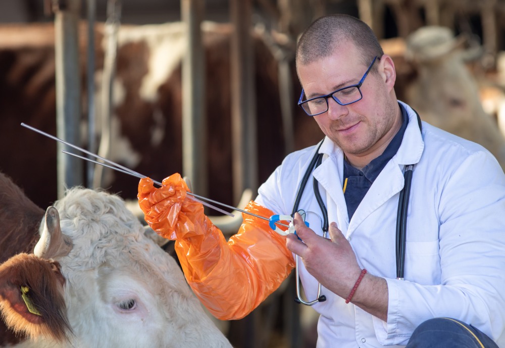 scientist preparing a vaccine for a cow