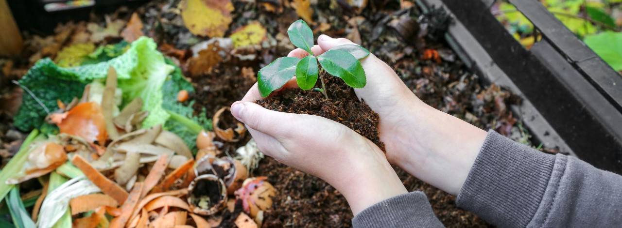 a person holding compost with a plant growing