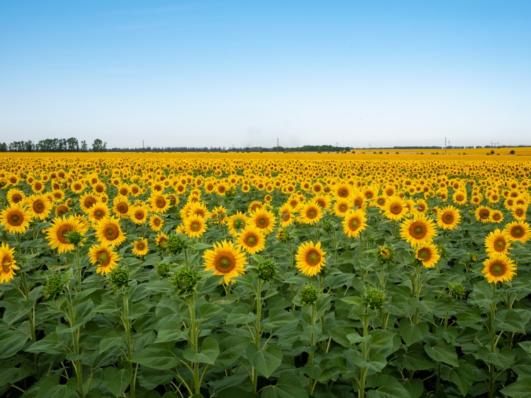 woody energy crop of sunflowers