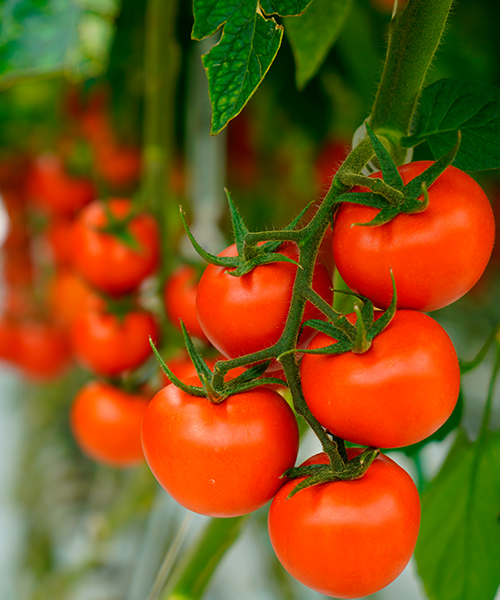 hydroponically grown tomatoes