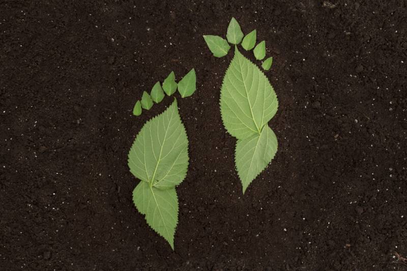 hojas verdes sobre el terreno como símbolo de la huella de carbono