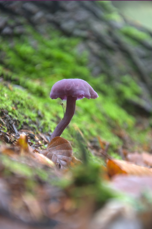 a purple mushroom in moss