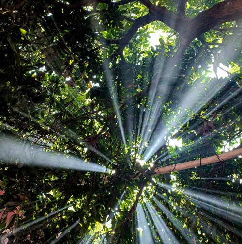 Sunlight shining through leaves of a tree