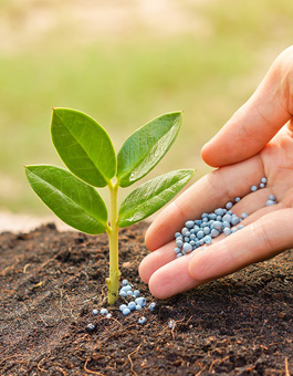 Detail of a hand placing some fertilizer next to a plant