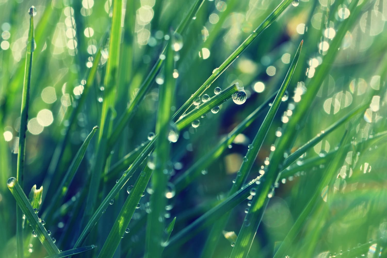 Grass with dewdrops in the foreground