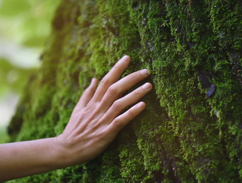 A hand on a moss-covered tree trunk