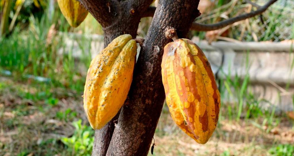 Cocoa plant