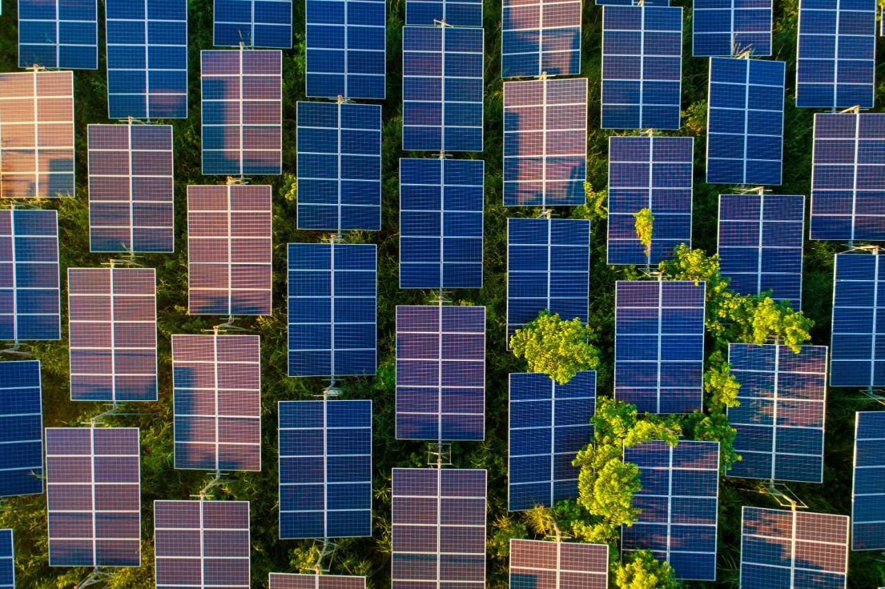 Solar panels with trees between them