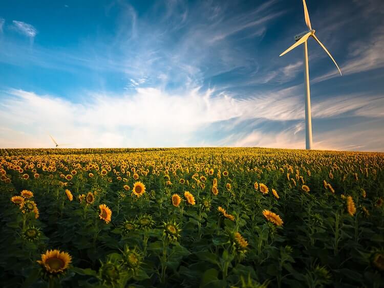 sunflowers in a field with a wind turbine